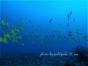 f:id:polepole-at-sea:20191123221051j:plain