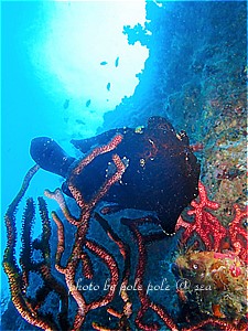 f:id:polepole-at-sea:20191123221430j:plain