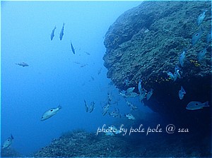 f:id:polepole-at-sea:20191123221932j:plain