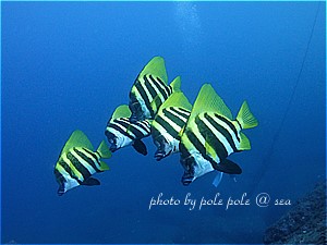 f:id:polepole-at-sea:20191123222035j:plain