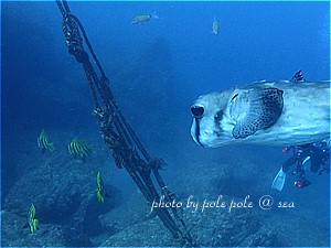 f:id:polepole-at-sea:20191123222144j:plain