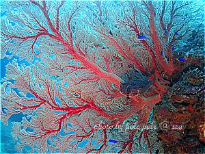 f:id:polepole-at-sea:20191123222217j:plain