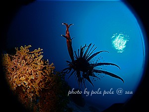 f:id:polepole-at-sea:20191209012059j:plain