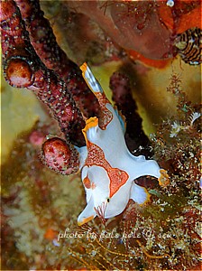 f:id:polepole-at-sea:20200322224609j:plain