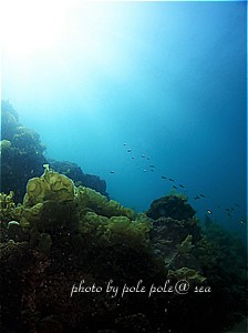 f:id:polepole-at-sea:20200406095324j:plain