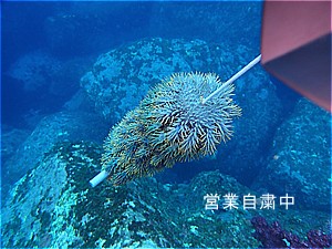f:id:polepole-at-sea:20200525203437j:plain