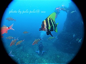 f:id:polepole-at-sea:20200622120410j:plain