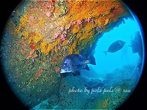 f:id:polepole-at-sea:20200622120951j:plain