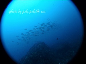 f:id:polepole-at-sea:20200622121109j:plain
