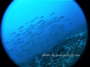 f:id:polepole-at-sea:20200622122248j:plain