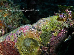 f:id:polepole-at-sea:20200702225301j:plain