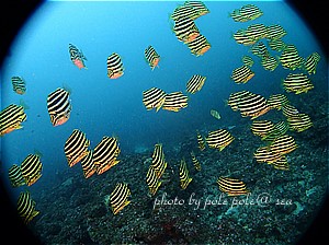 f:id:polepole-at-sea:20200702225619j:plain