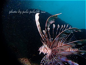 f:id:polepole-at-sea:20200706155635j:plain