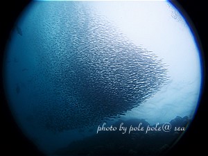 f:id:polepole-at-sea:20200706155747j:plain