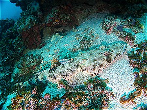 f:id:polepole-at-sea:20200712001604j:plain