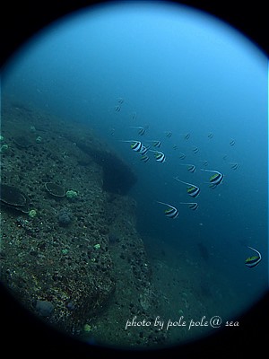 f:id:polepole-at-sea:20200718220837j:plain
