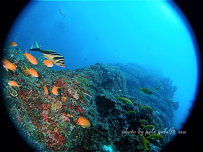 f:id:polepole-at-sea:20200718221002j:plain