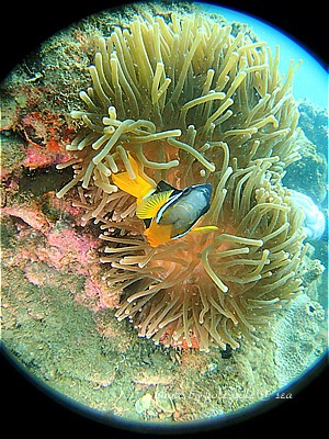 f:id:polepole-at-sea:20200720212921j:plain