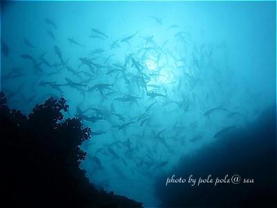 f:id:polepole-at-sea:20200720213037j:plain