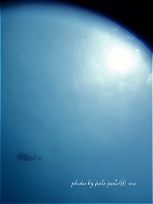 f:id:polepole-at-sea:20200720213150j:plain