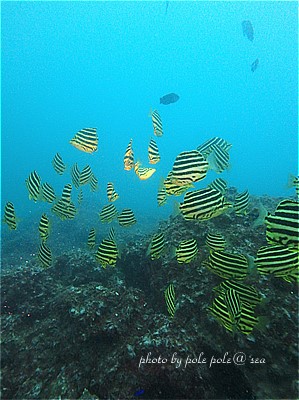 f:id:polepole-at-sea:20200724223354j:plain