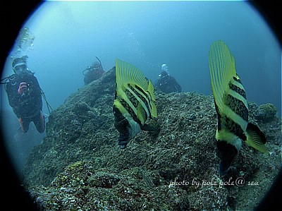 f:id:polepole-at-sea:20200727070909j:plain f:id:polepole-at-sea:20200727070909j:plain