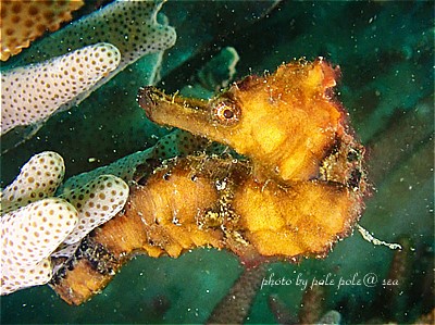 f:id:polepole-at-sea:20200727071042j:plain f:id:polepole-at-sea:20200727071042j:plain