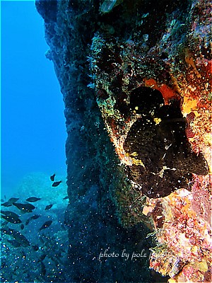 f:id:polepole-at-sea:20200804003750j:plain