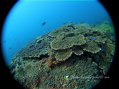 f:id:polepole-at-sea:20200804003918j:plain