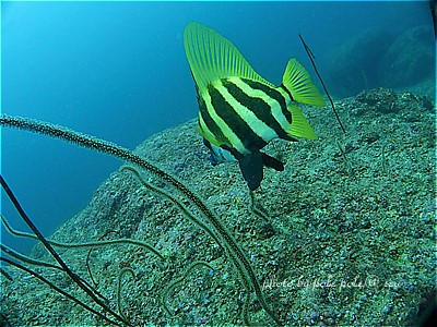 f:id:polepole-at-sea:20200809225131j:plain f:id:polepole-at-sea:20200809225131j:plain