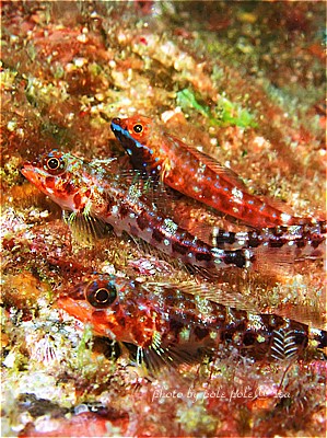 f:id:polepole-at-sea:20200811065442j:plain f:id:polepole-at-sea:20200811065442j:plain