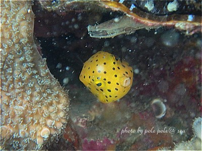 f:id:polepole-at-sea:20200811065623j:plain f:id:polepole-at-sea:20200811065623j:plain