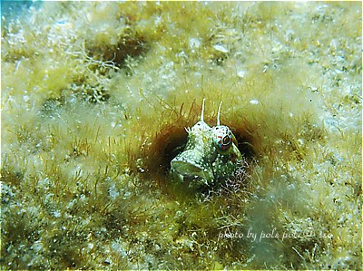 f:id:polepole-at-sea:20200821011203j:plain f:id:polepole-at-sea:20200821011203j:plain