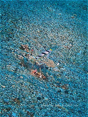 f:id:polepole-at-sea:20200821011327j:plain f:id:polepole-at-sea:20200821011327j:plain