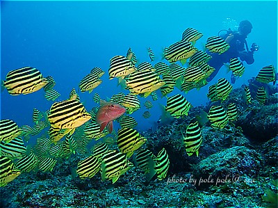 f:id:polepole-at-sea:20200821011444j:plain f:id:polepole-at-sea:20200821011444j:plain