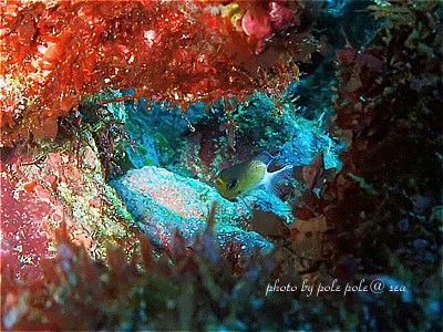 f:id:polepole-at-sea:20200821011514j:plain f:id:polepole-at-sea:20200821011514j:plain