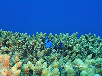 f:id:polepole-at-sea:20200821011732j:plain f:id:polepole-at-sea:20200821011732j:plain