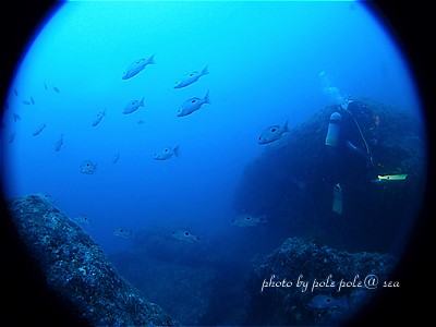 f:id:polepole-at-sea:20200821011907j:plain f:id:polepole-at-sea:20200821011907j:plain