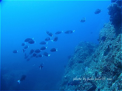 f:id:polepole-at-sea:20200824092415j:plain f:id:polepole-at-sea:20200824092415j:plain