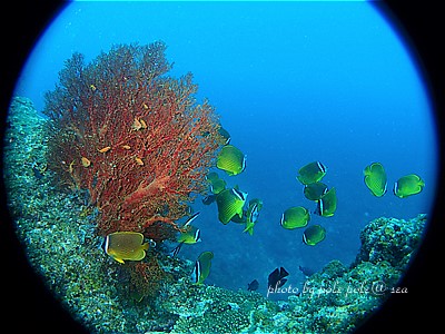 f:id:polepole-at-sea:20200824092446j:plain f:id:polepole-at-sea:20200824092446j:plain