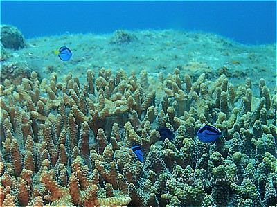 f:id:polepole-at-sea:20200826221422j:plain