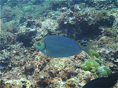 f:id:polepole-at-sea:20200830001846j:plain