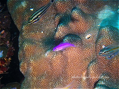 f:id:polepole-at-sea:20200830002030j:plain