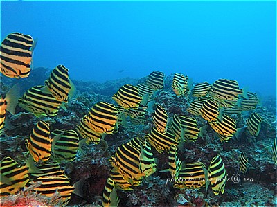 f:id:polepole-at-sea:20200830002058j:plain