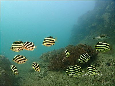 f:id:polepole-at-sea:20200912000211j:plain f:id:polepole-at-sea:20200912000211j:plain