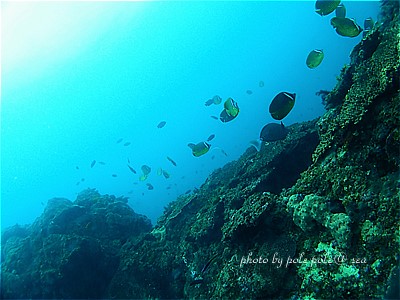 f:id:polepole-at-sea:20200915215628j:plain f:id:polepole-at-sea:20200915215628j:plain