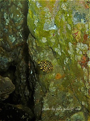 f:id:polepole-at-sea:20201102090432j:plain f:id:polepole-at-sea:20201102090432j:plain