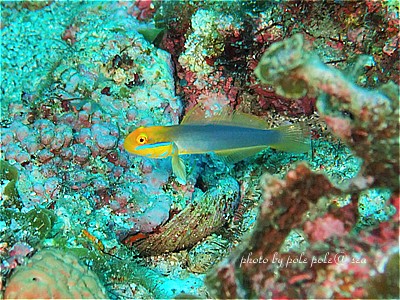 f:id:polepole-at-sea:20201102090519j:plain f:id:polepole-at-sea:20201102090519j:plain