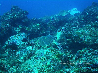 f:id:polepole-at-sea:20201102090540j:plain f:id:polepole-at-sea:20201102090540j:plain