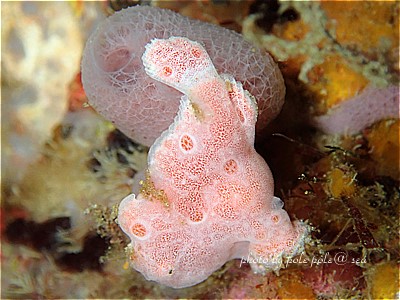 f:id:polepole-at-sea:20201102090846j:plain f:id:polepole-at-sea:20201102090846j:plain